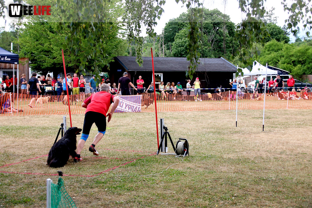 Bayerische Meisterschaft im Turnierhundesport