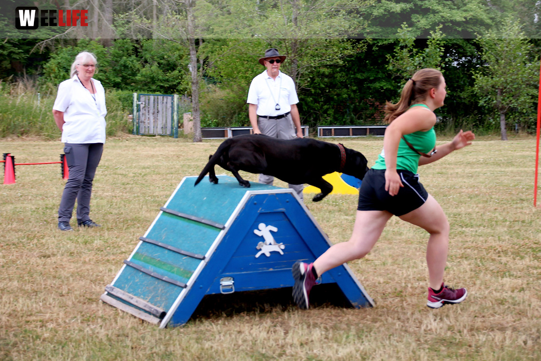 Bayerische Meisterschaft im Turnierhundesport