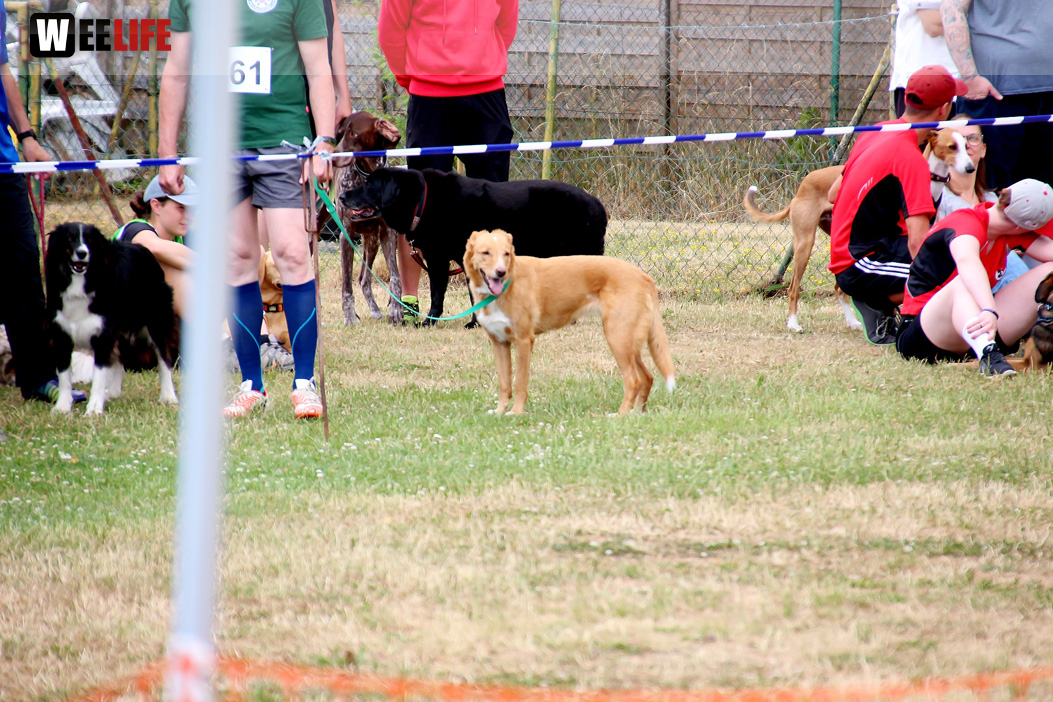 Bayerische Meisterschaft im Turnierhundesport