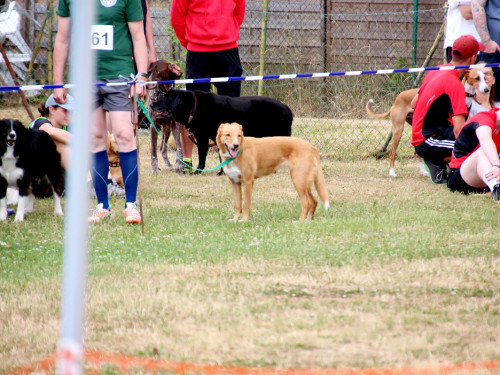 Bayerische Meisterschaft im Turnierhundesport – Foto 82