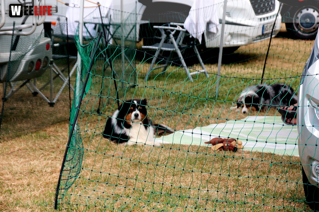 Bayerische Meisterschaft im Turnierhundesport