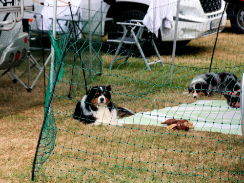 Bayerische Meisterschaft im Turnierhundesport – Foto 2