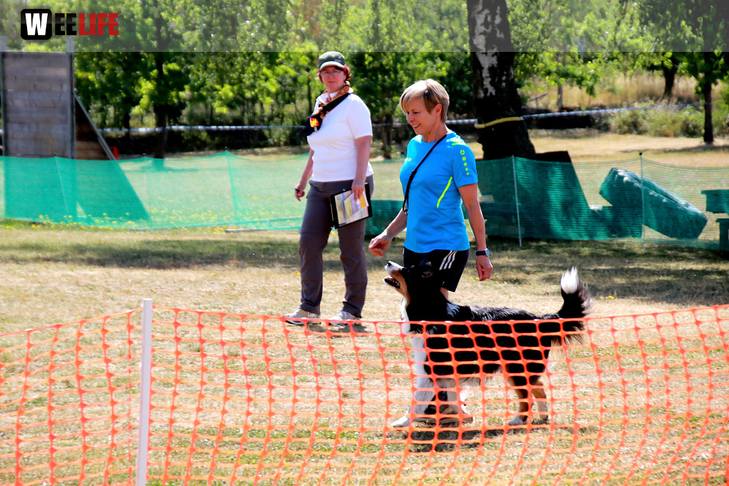 Bayerische Meisterschaft im Turnierhundesport
