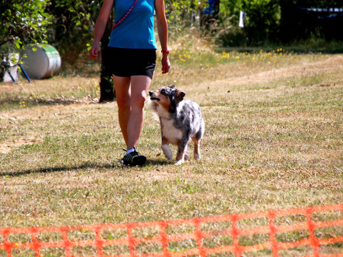 Bayerische Meisterschaft im Turnierhundesport – Foto 11