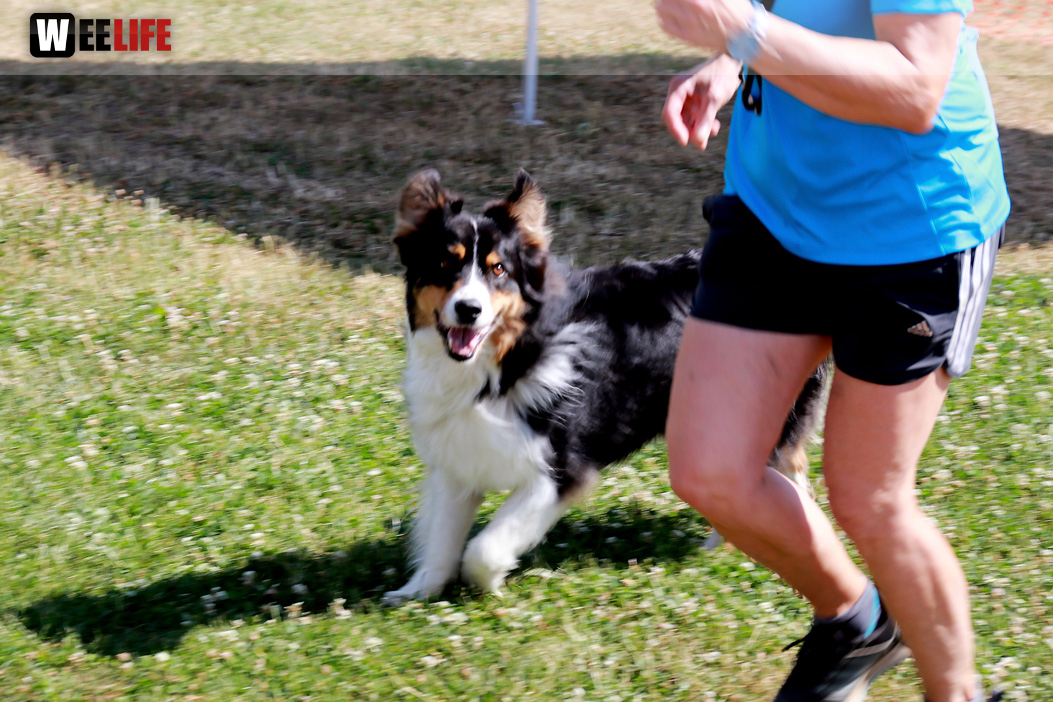 Bayerische Meisterschaft im Turnierhundesport