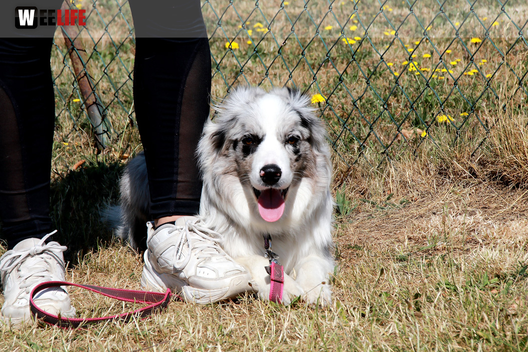 Bayerische Meisterschaft im Turnierhundesport