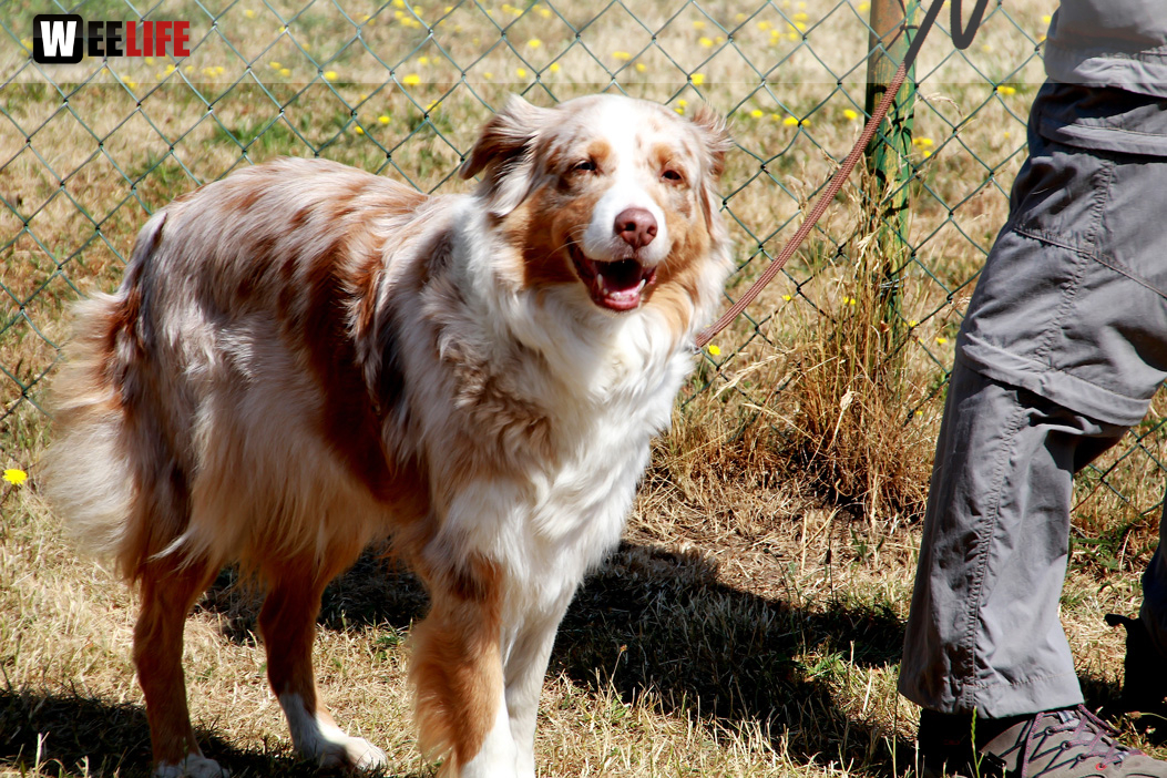 Bayerische Meisterschaft im Turnierhundesport