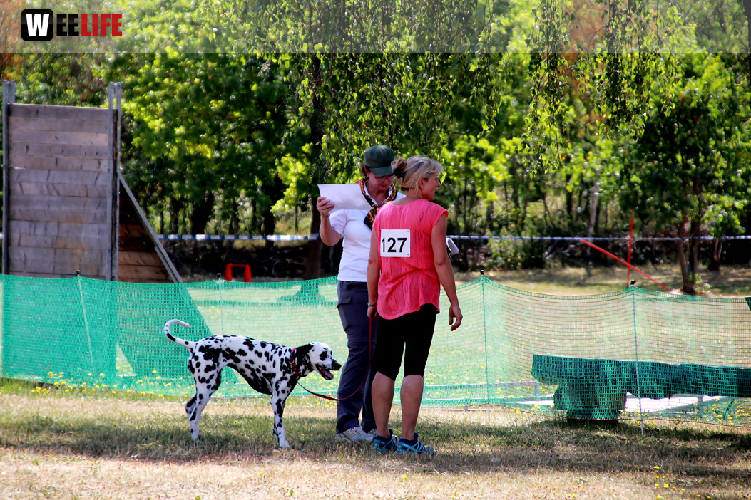 Bayerische Meisterschaft im Turnierhundesport