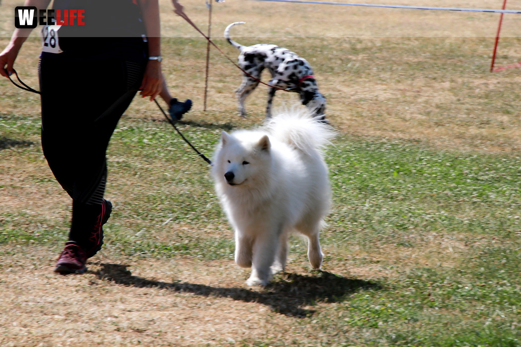 Bayerische Meisterschaft im Turnierhundesport