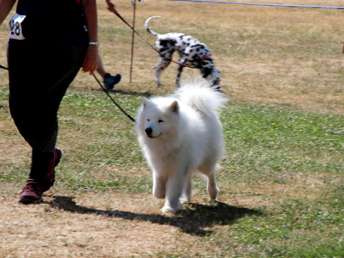 Bayerische Meisterschaft im Turnierhundesport – Foto 33