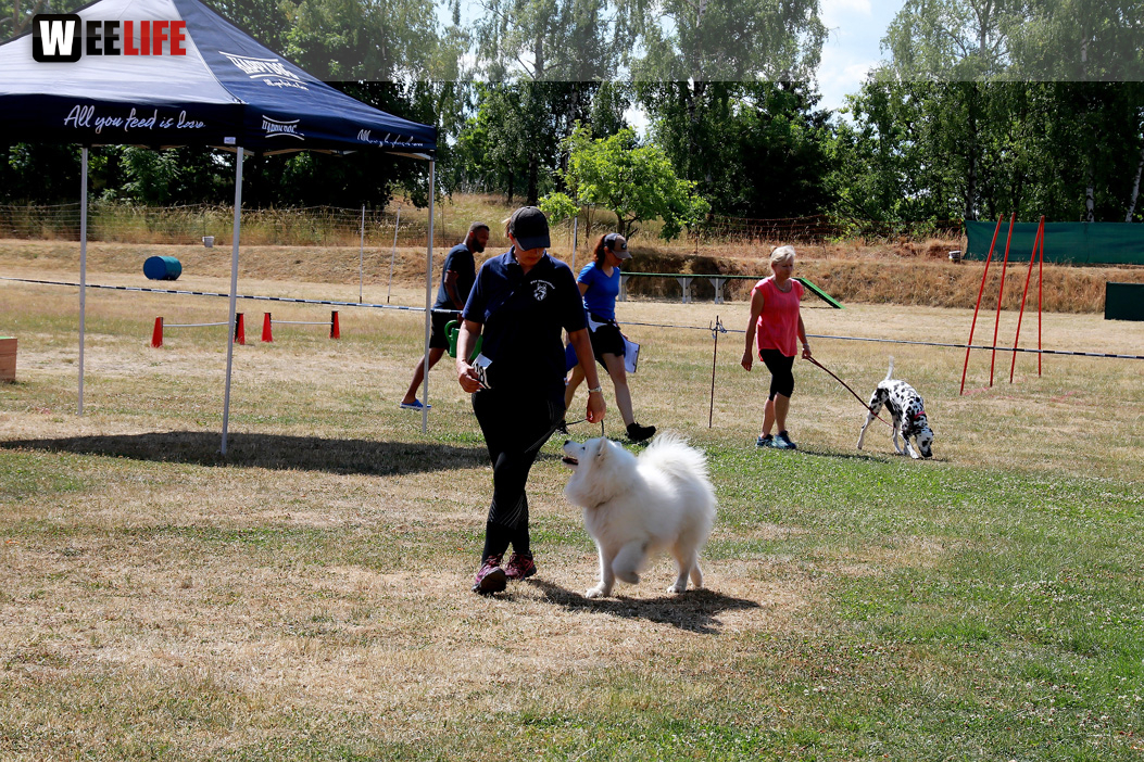 Bayerische Meisterschaft im Turnierhundesport