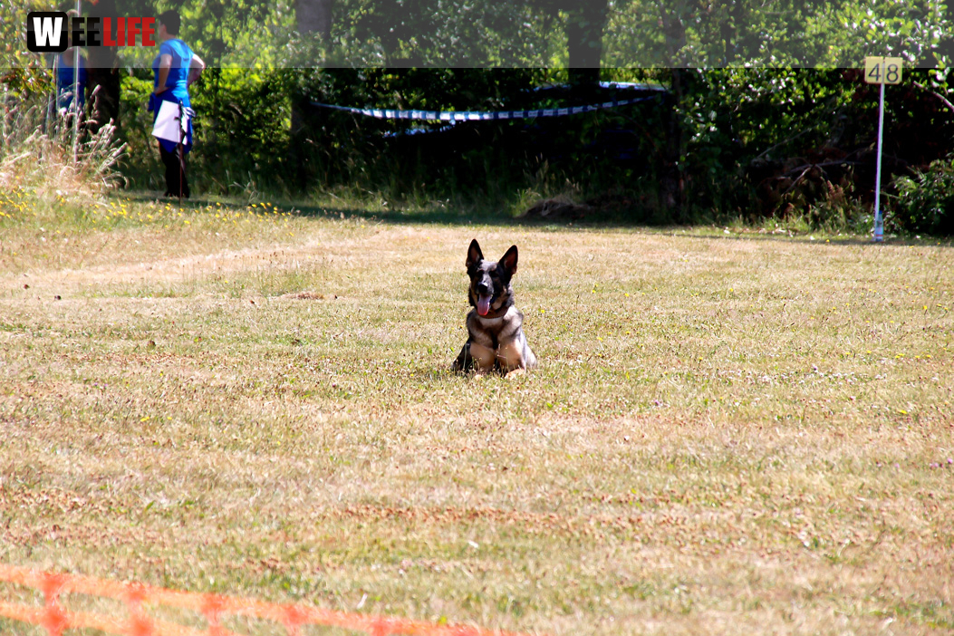 Bayerische Meisterschaft im Turnierhundesport