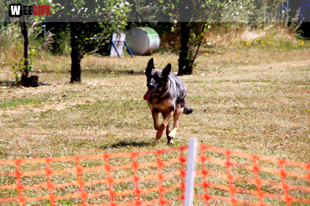 Bayerische Meisterschaft im Turnierhundesport
