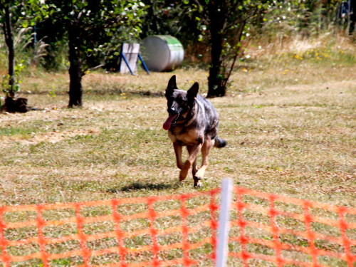 Bayerische Meisterschaft im Turnierhundesport – Foto 41