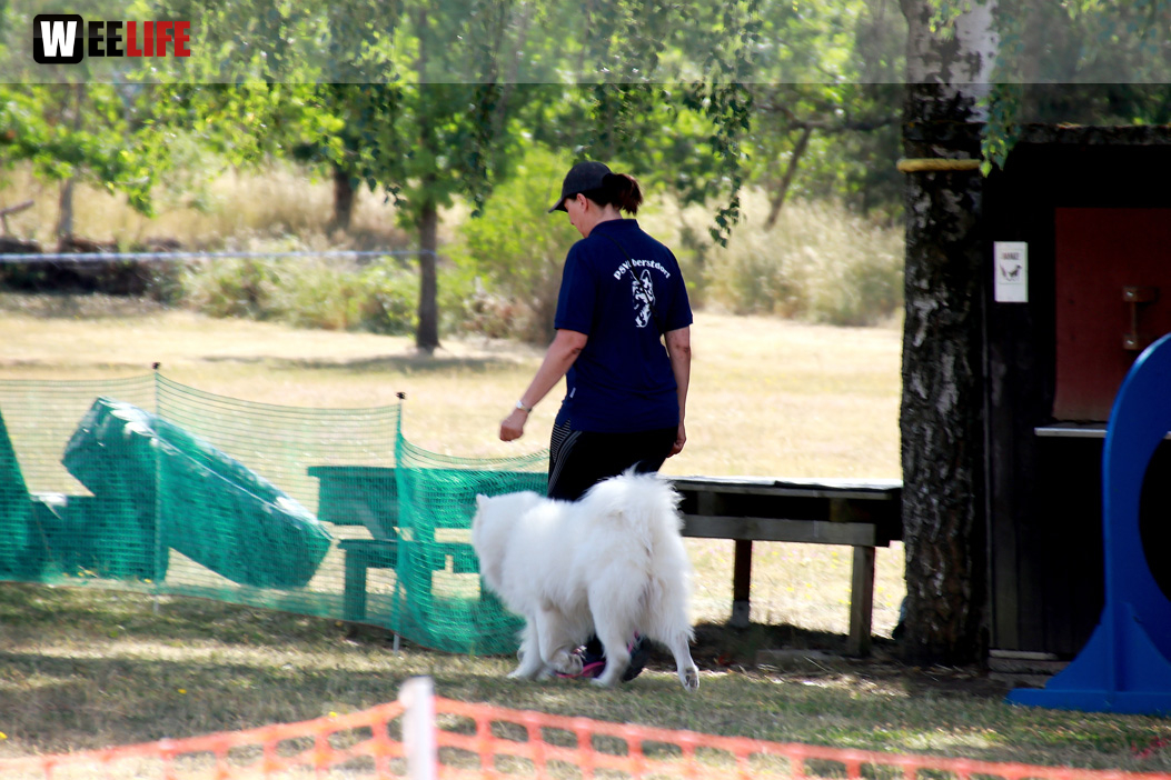 Bayerische Meisterschaft im Turnierhundesport