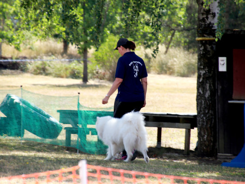 Bayerische Meisterschaft im Turnierhundesport – Foto 43