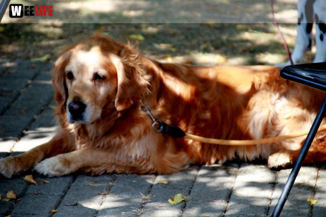 Bayerische Meisterschaft im Turnierhundesport