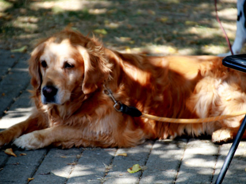 Bayerische Meisterschaft im Turnierhundesport – Foto 45