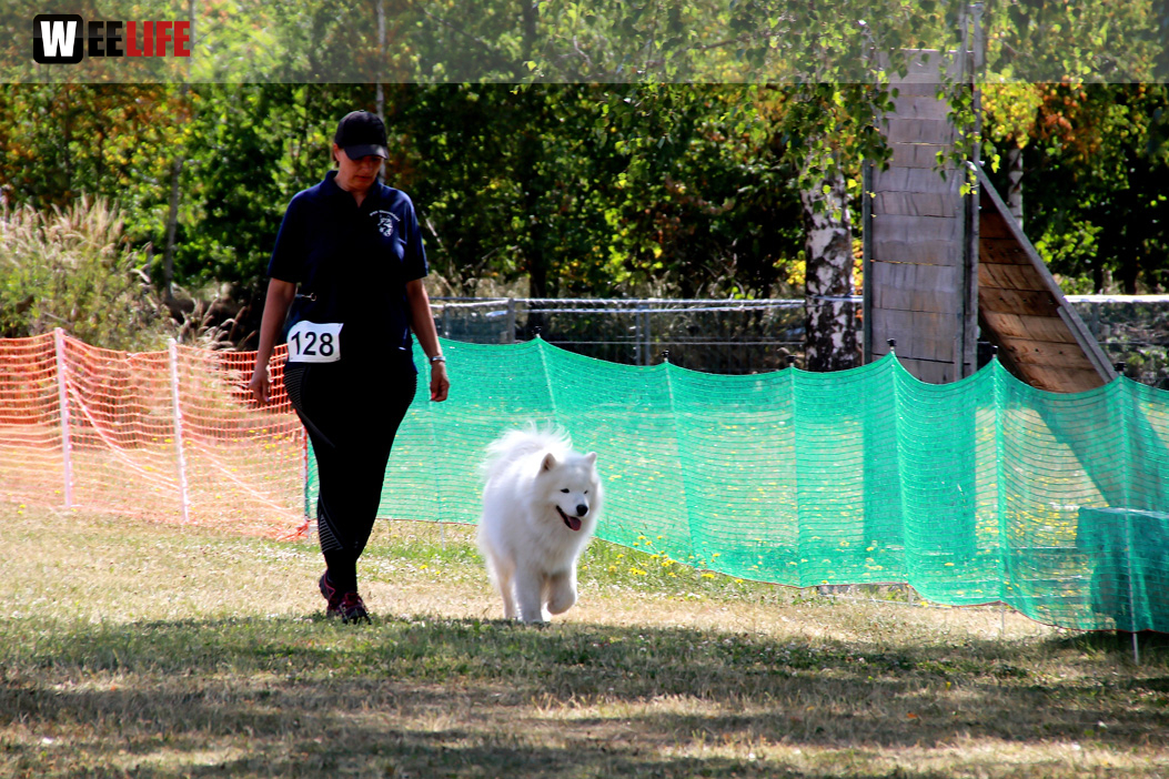 Bayerische Meisterschaft im Turnierhundesport