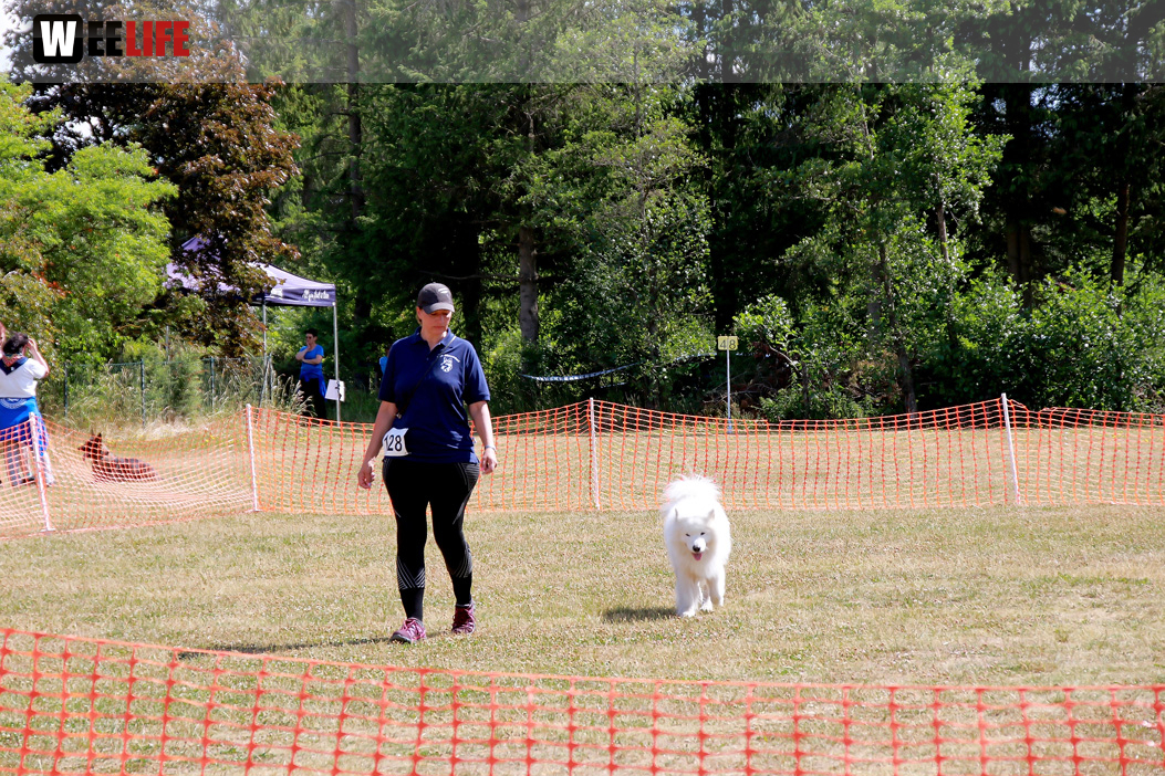 Bayerische Meisterschaft im Turnierhundesport