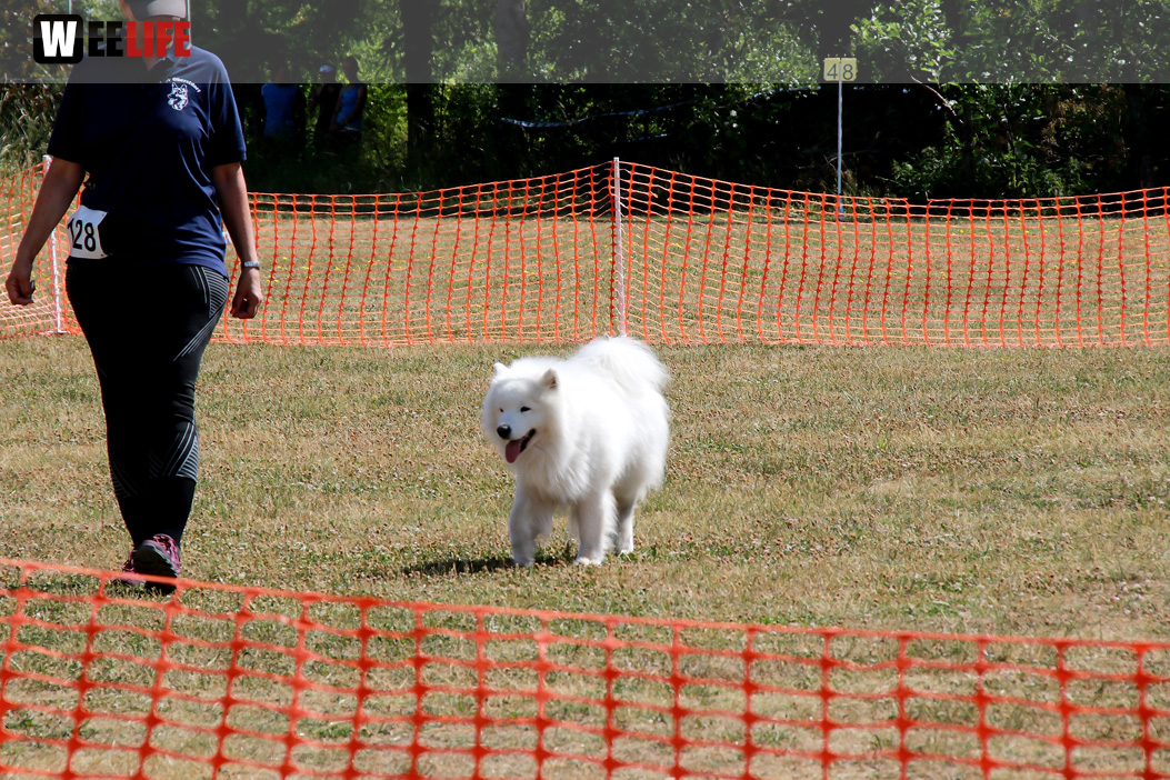 Bayerische Meisterschaft im Turnierhundesport