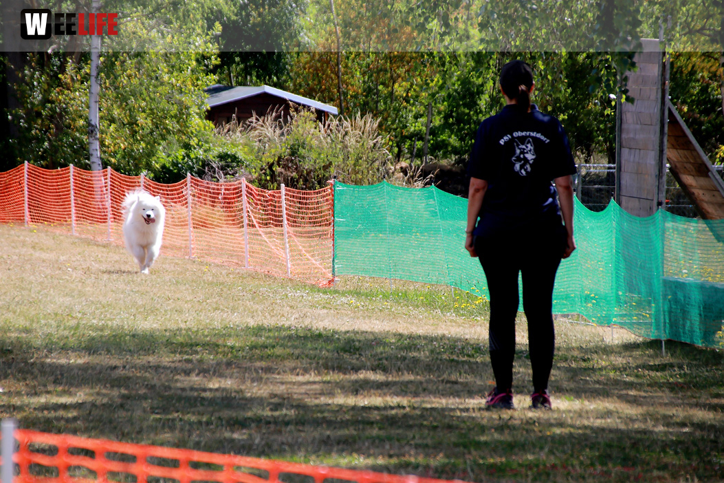 Bayerische Meisterschaft im Turnierhundesport