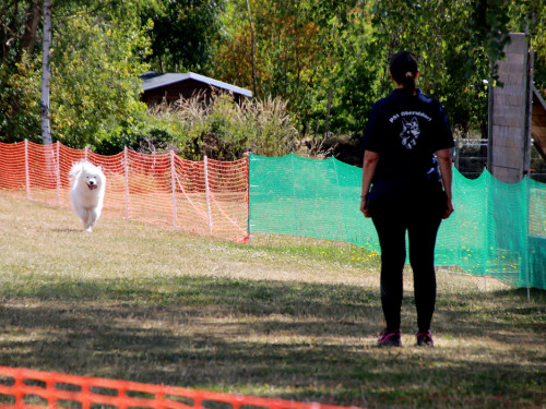 Bayerische Meisterschaft im Turnierhundesport – Foto 52
