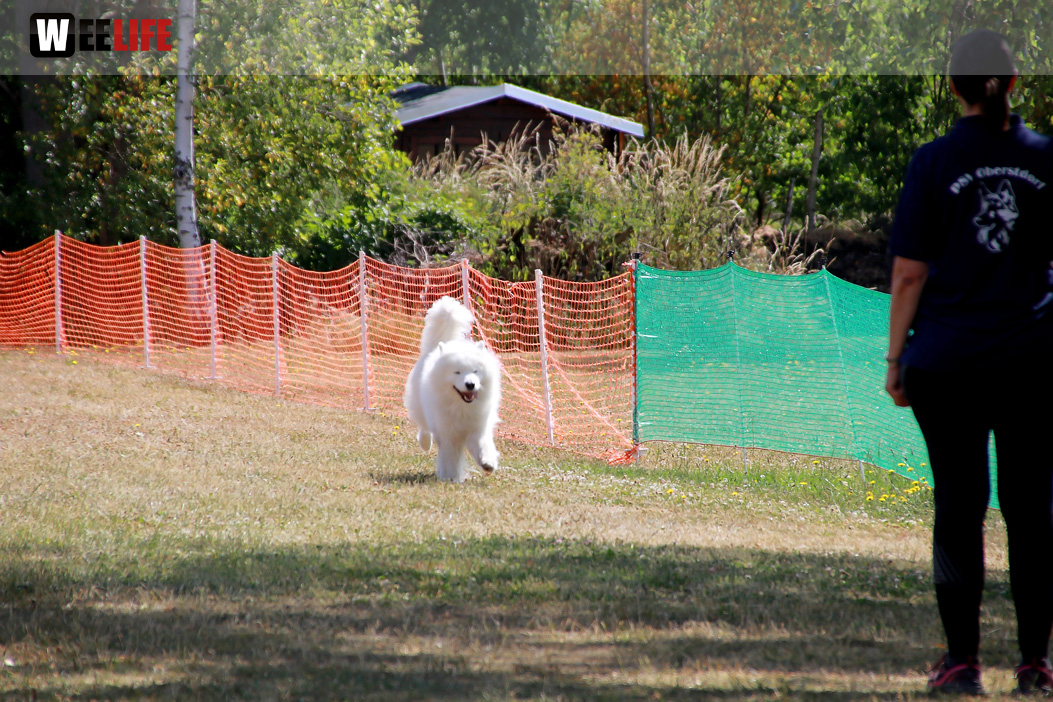 Bayerische Meisterschaft im Turnierhundesport