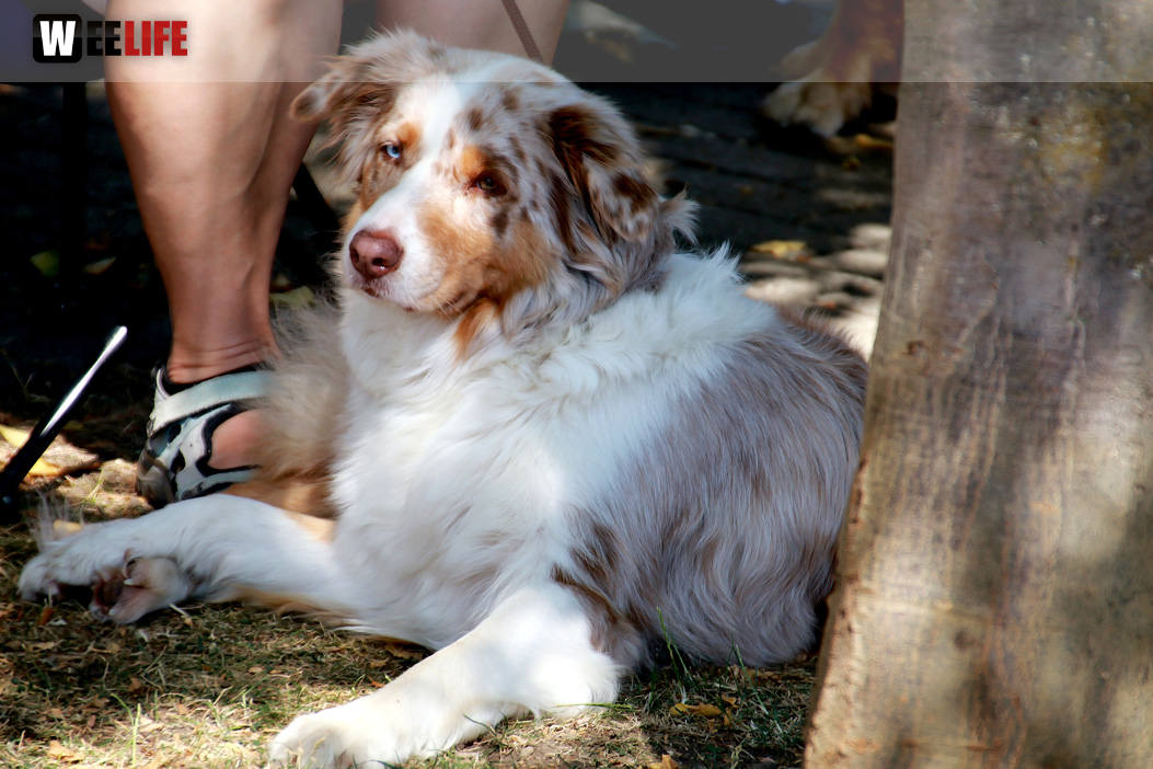 Bayerische Meisterschaft im Turnierhundesport