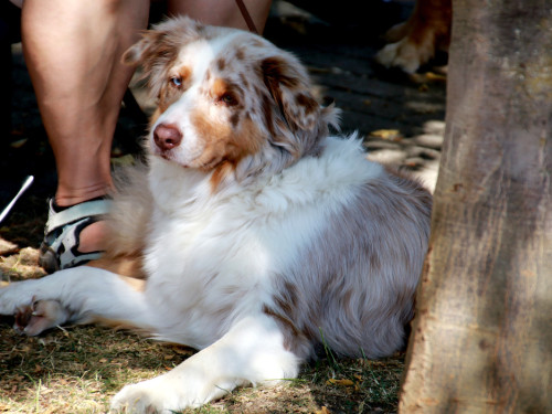 Bayerische Meisterschaft im Turnierhundesport – Foto 54