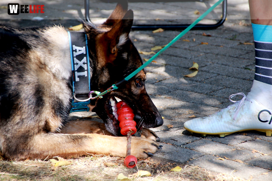 Bayerische Meisterschaft im Turnierhundesport