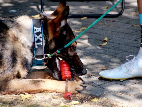 Bayerische Meisterschaft im Turnierhundesport – Foto 56