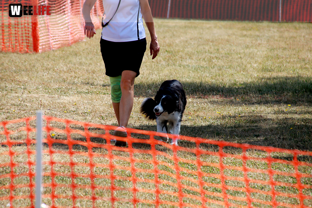 Bayerische Meisterschaft im Turnierhundesport