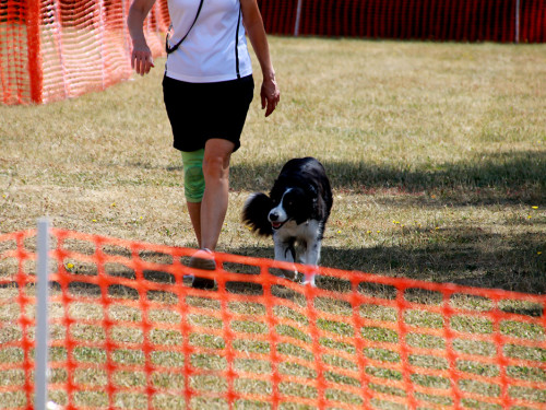 Bayerische Meisterschaft im Turnierhundesport – Foto 59