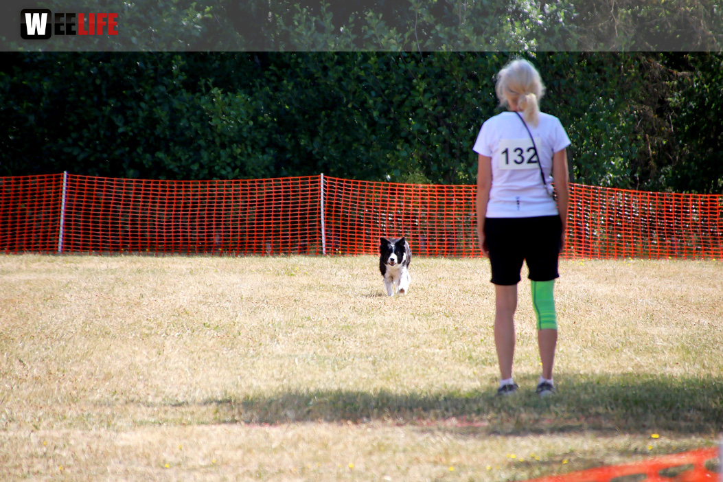 Bayerische Meisterschaft im Turnierhundesport