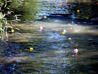 Foto 247301 im Album