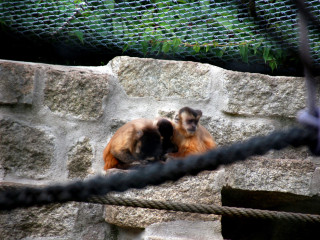 Foto 248284 im Album