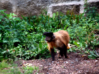 Foto 248287 im Album