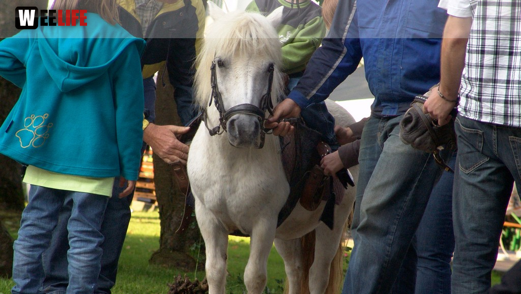 Altstadtfest