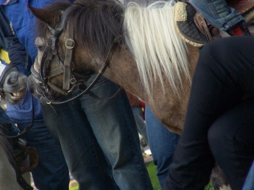 Altstadtfest – Foto 50