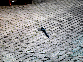 Foto 254656 im Album