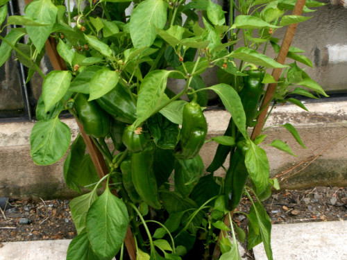 2. Hofer Chilifest – Foto 25
