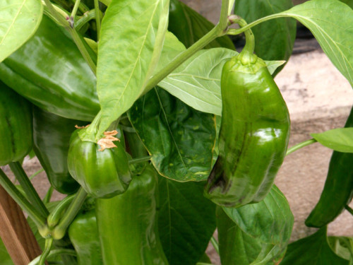 2. Hofer Chilifest – Foto 26
