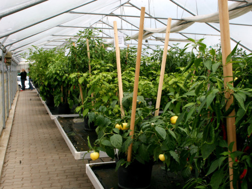 2. Hofer Chilifest – Foto 33