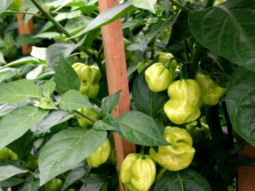 2. Hofer Chilifest – Foto 34