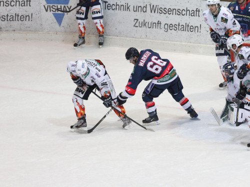 Selber Wölfe - Bietigheim Steelers – Foto 117