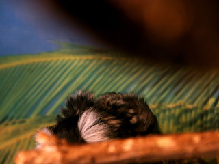 Foto 38548 im Album