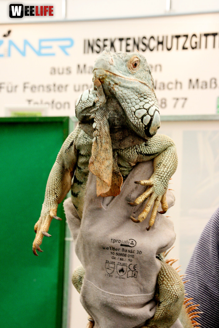 Oberfranken-Ausstellung Hof