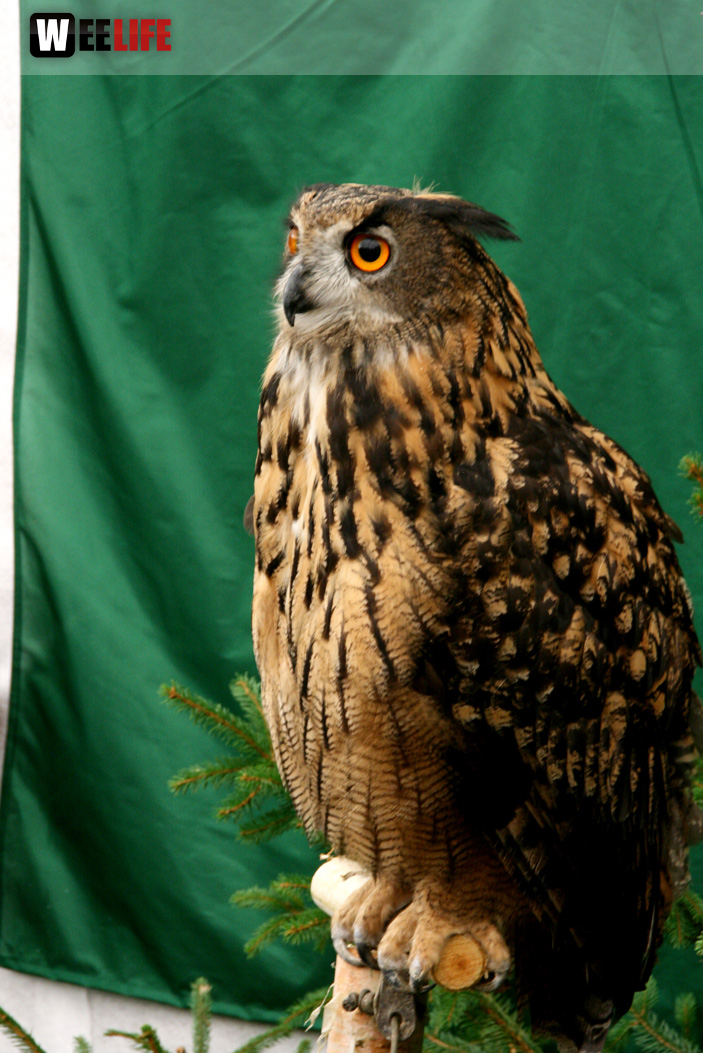 Oberfranken-Ausstellung Hof