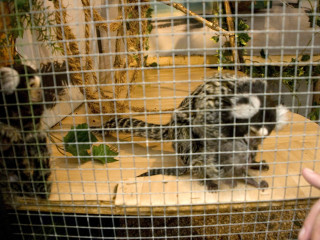 Foto 39498 im Album